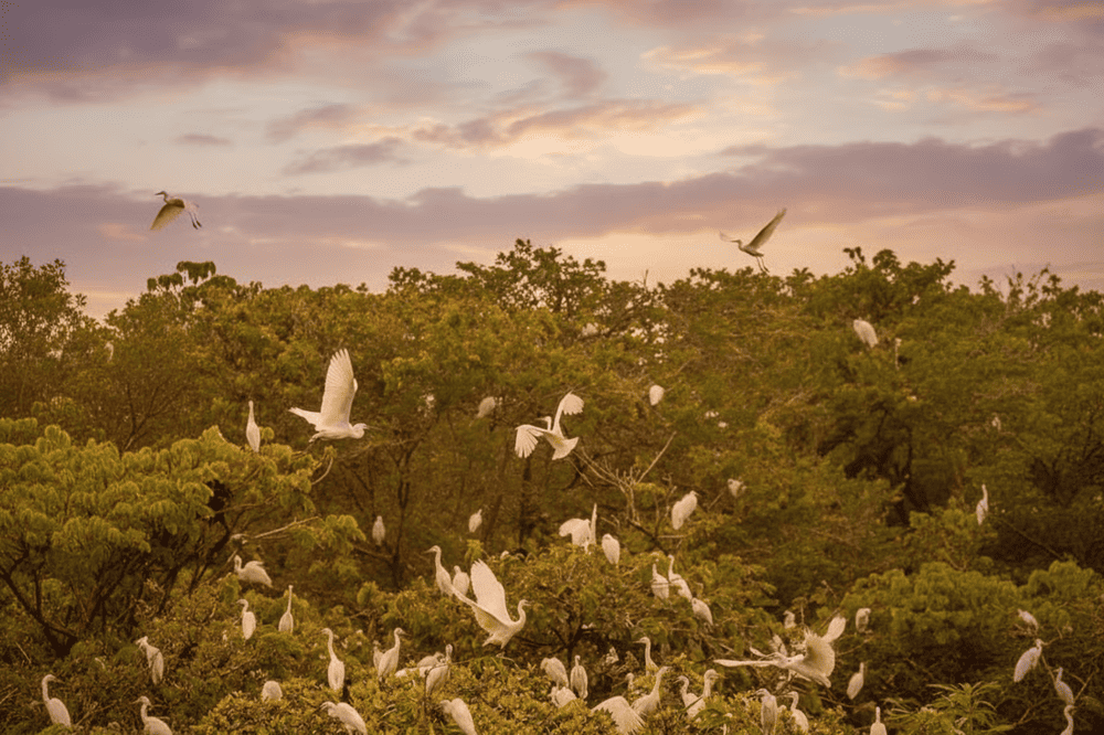 Vườn cò Tư Sự